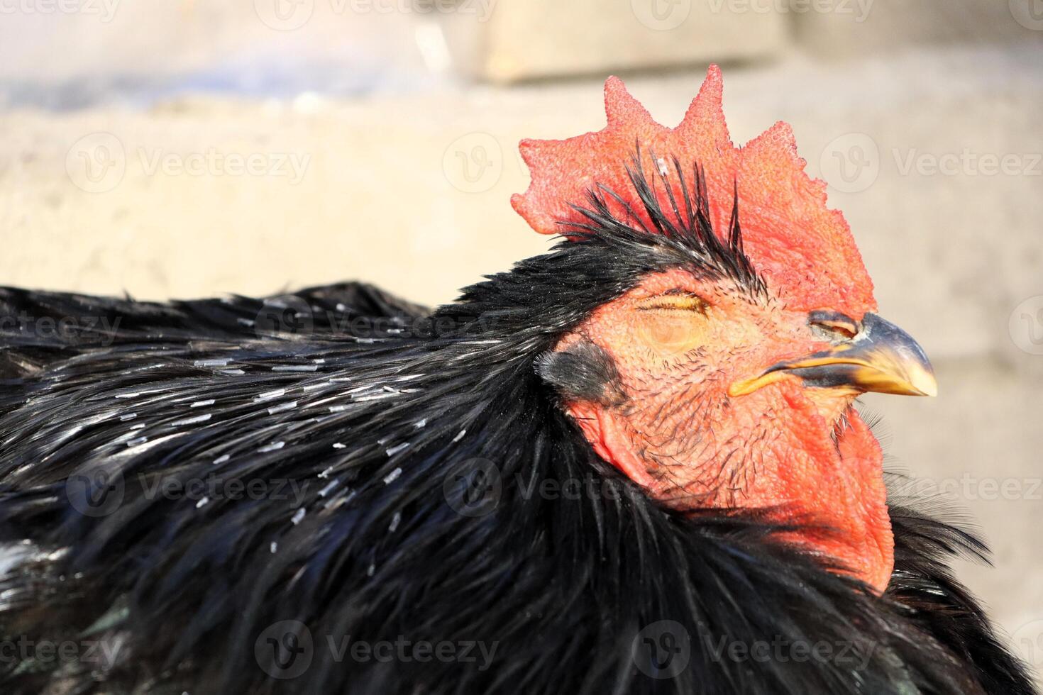 This is a closeup view of a rooster showcasing its vibrant plumage and intricate details photo