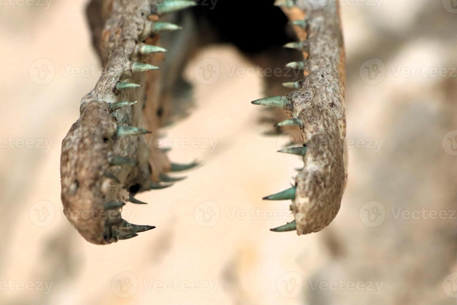 Ferocious Crocodile Teeth Natures Fearsome Predators and Their Unique Skills in Action photo