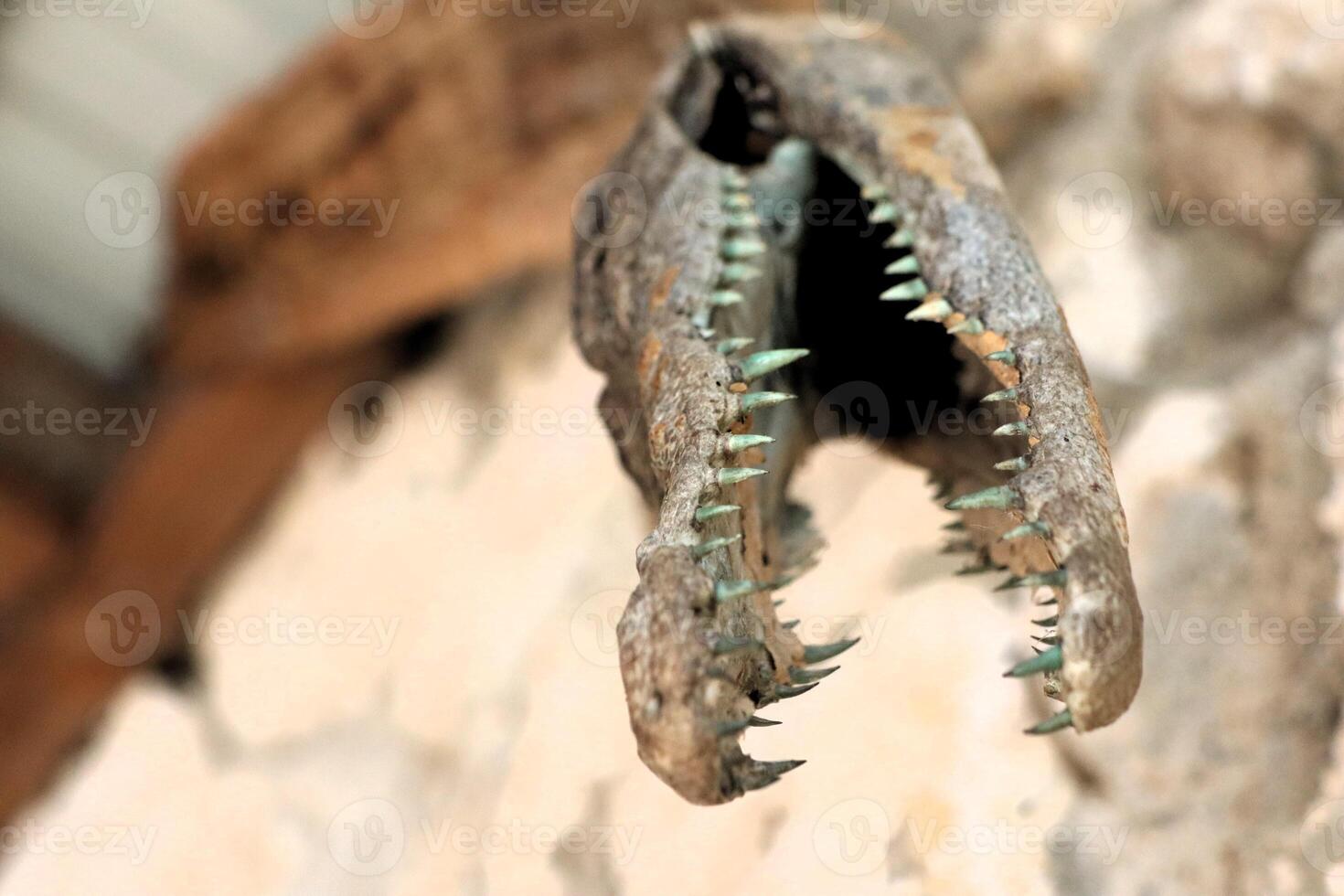 An Intriguing Crocodile Skull Display Featuring Its Sharp Teeth and Unique Characteristics photo
