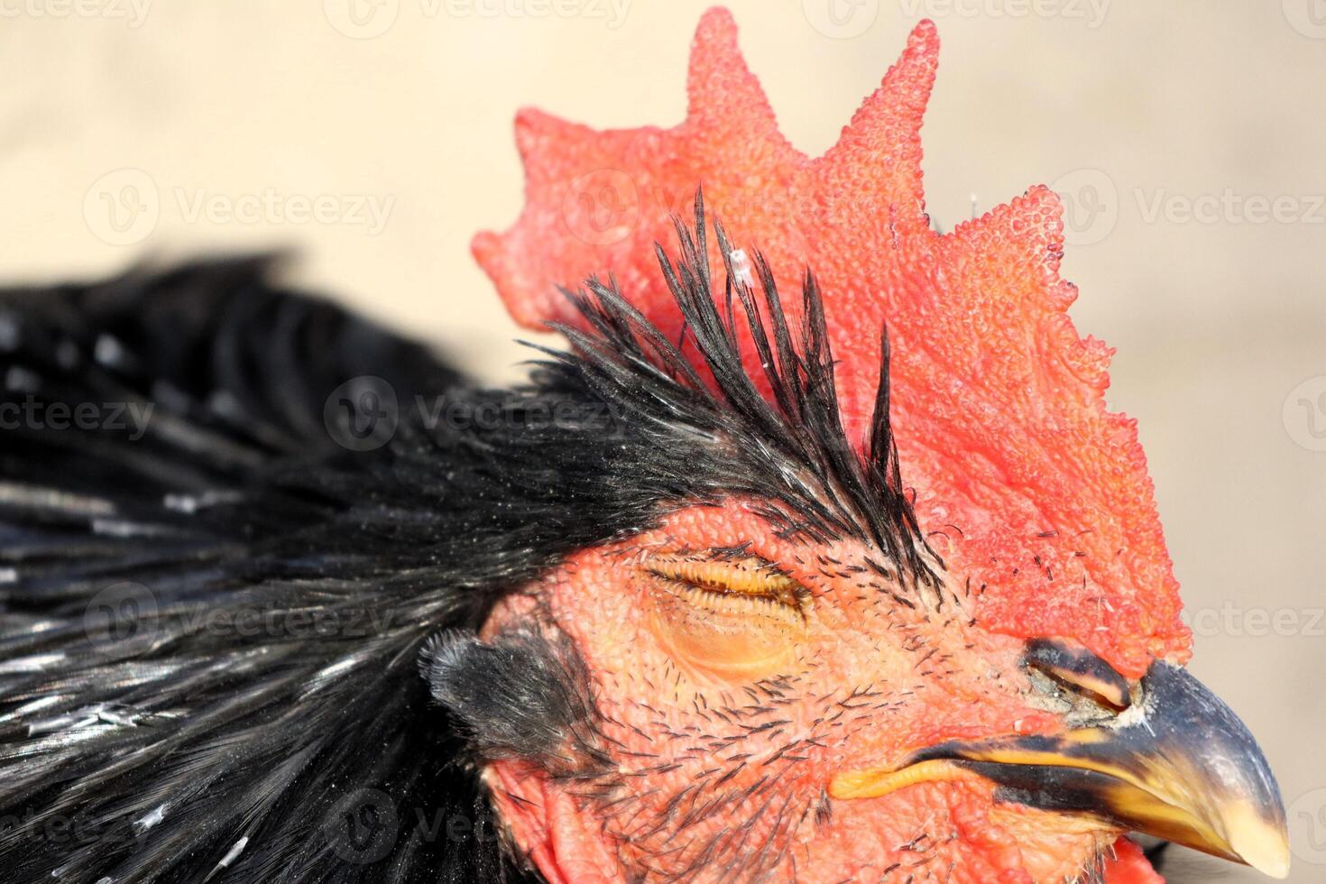 A closeup portrait showcasing a vibrant rooster displaying its colorful and intricate comb photo