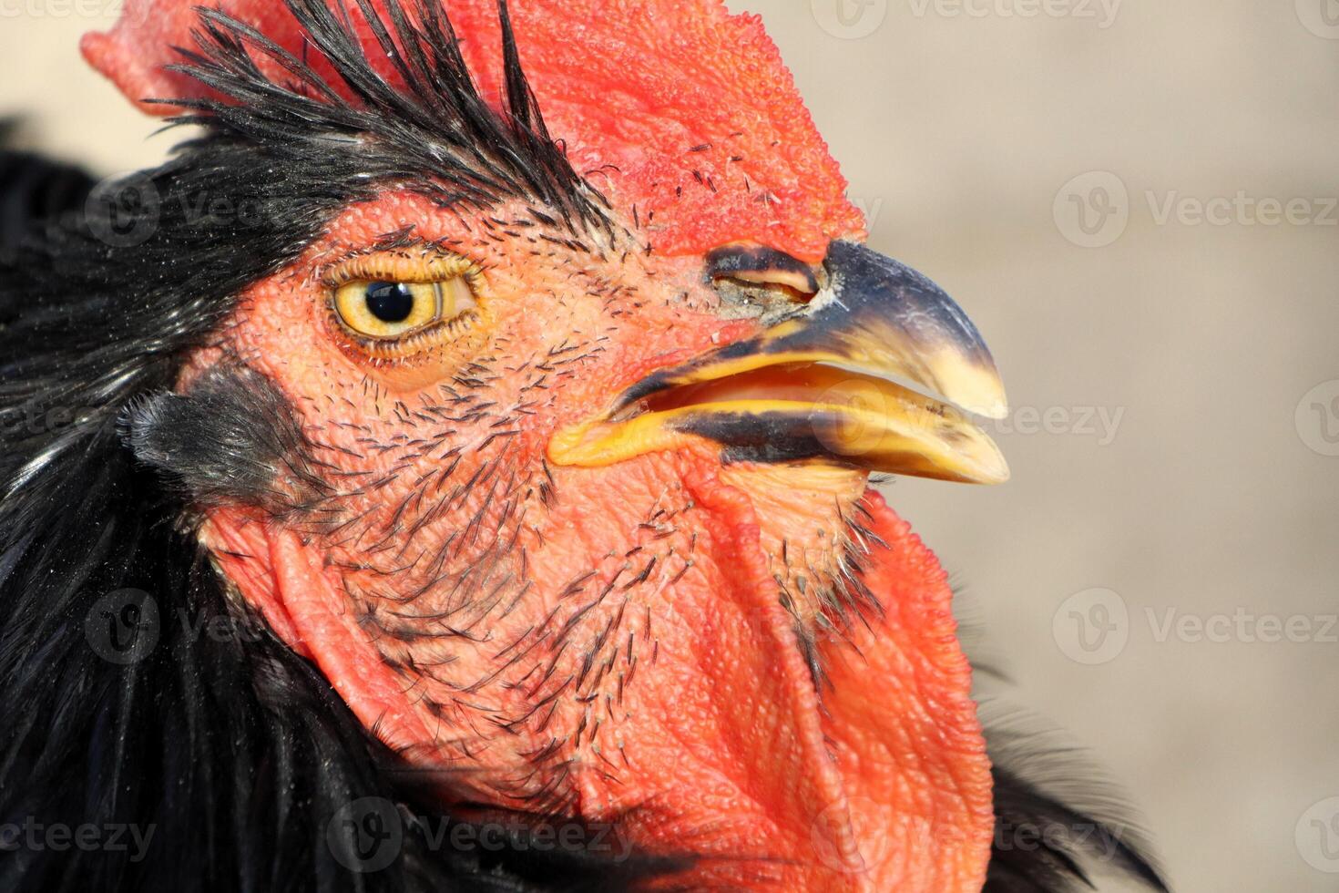 A Stunning CloseUp Image of a Rooster Showcasing Its Vibrant and Colorful Feathers photo