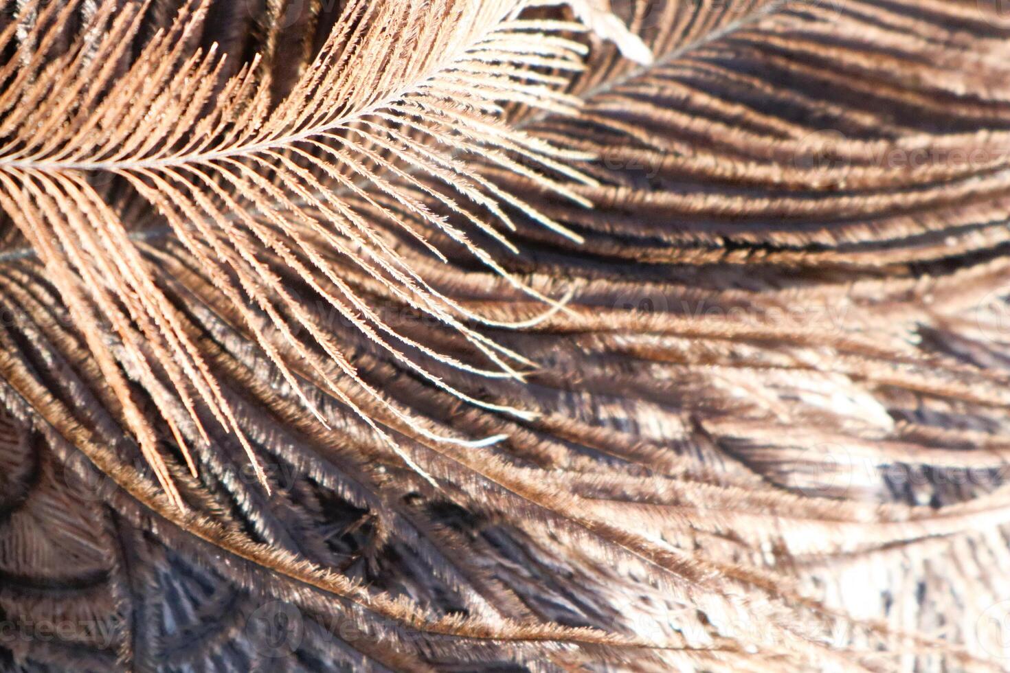Detailed closeup showcasing the intricate patterns found on beautiful brown feathers photo