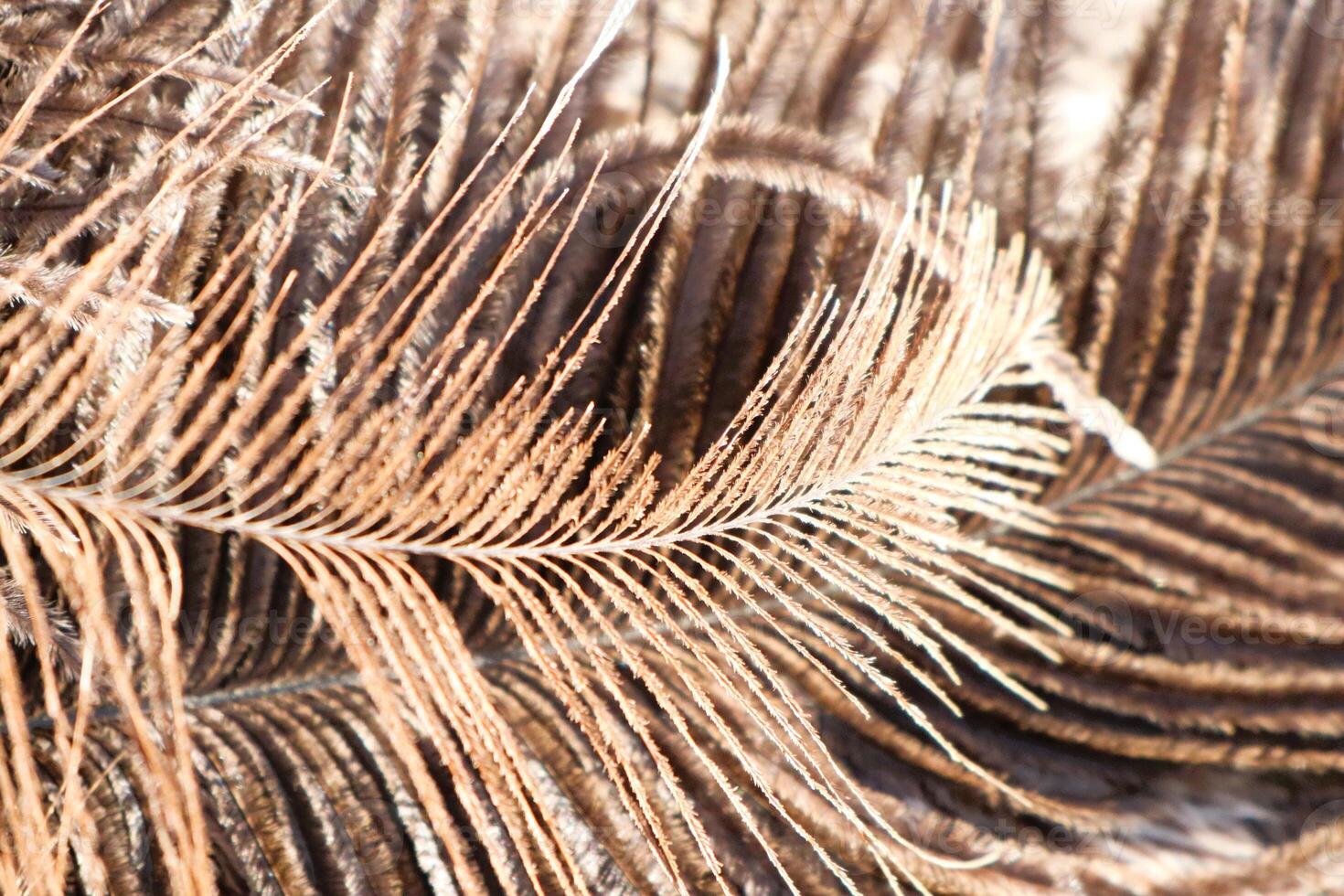 A closeup view of brown feathers, highlighting their intricate textures and elegant patterns photo
