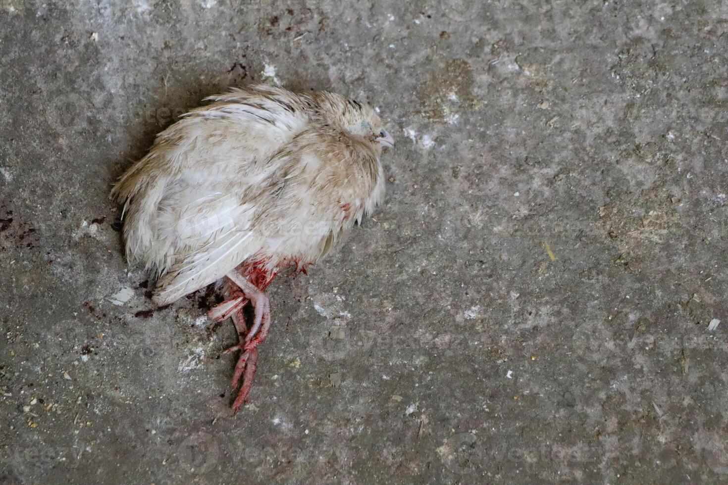 A closeup of an abandoned white bird resting on the ground, showcasing its beauty and surroundings photo