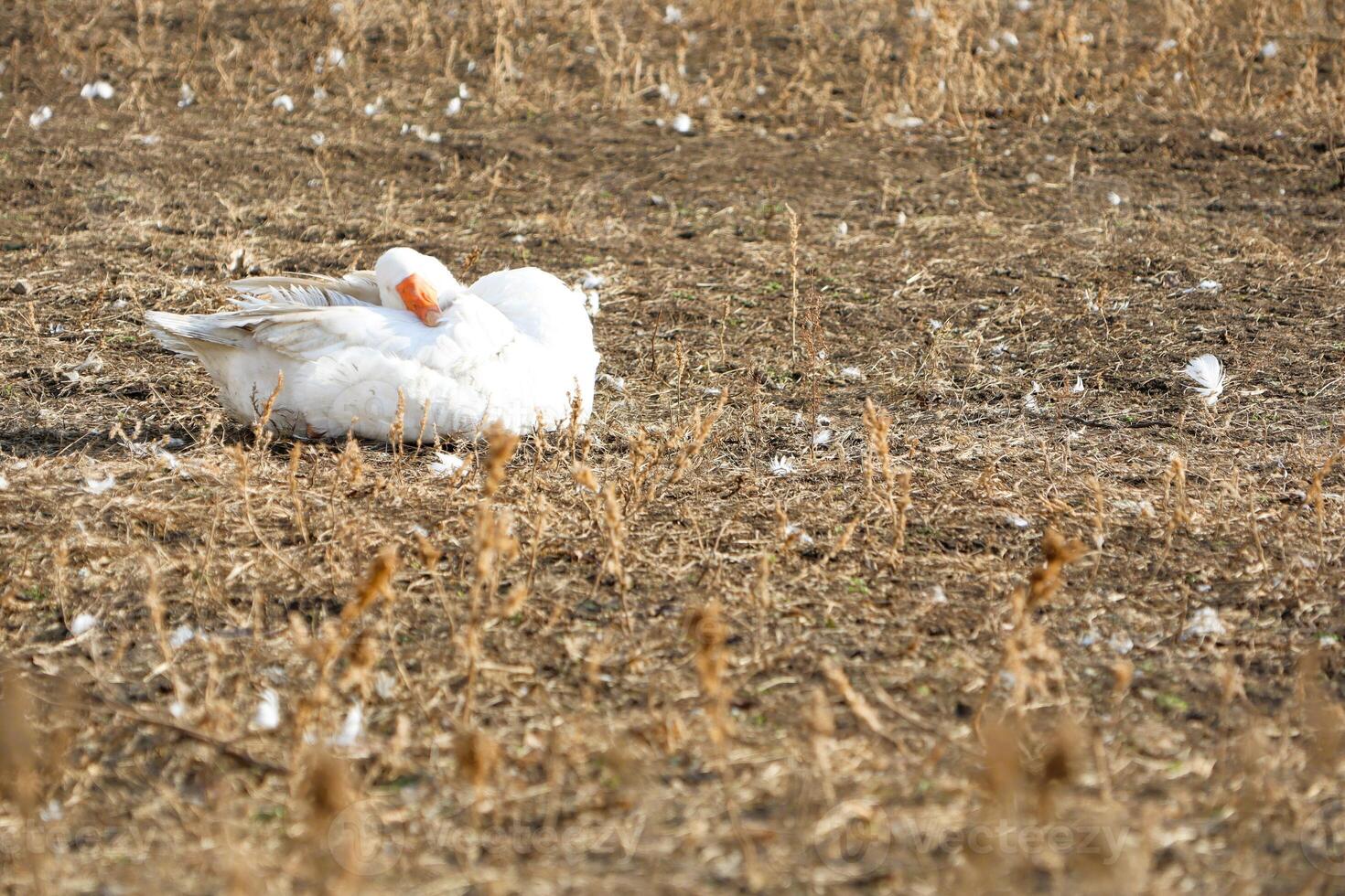 Peaceful Geese Seen Resting Comfortably in a Beautiful, Dry Field in the Countryside photo
