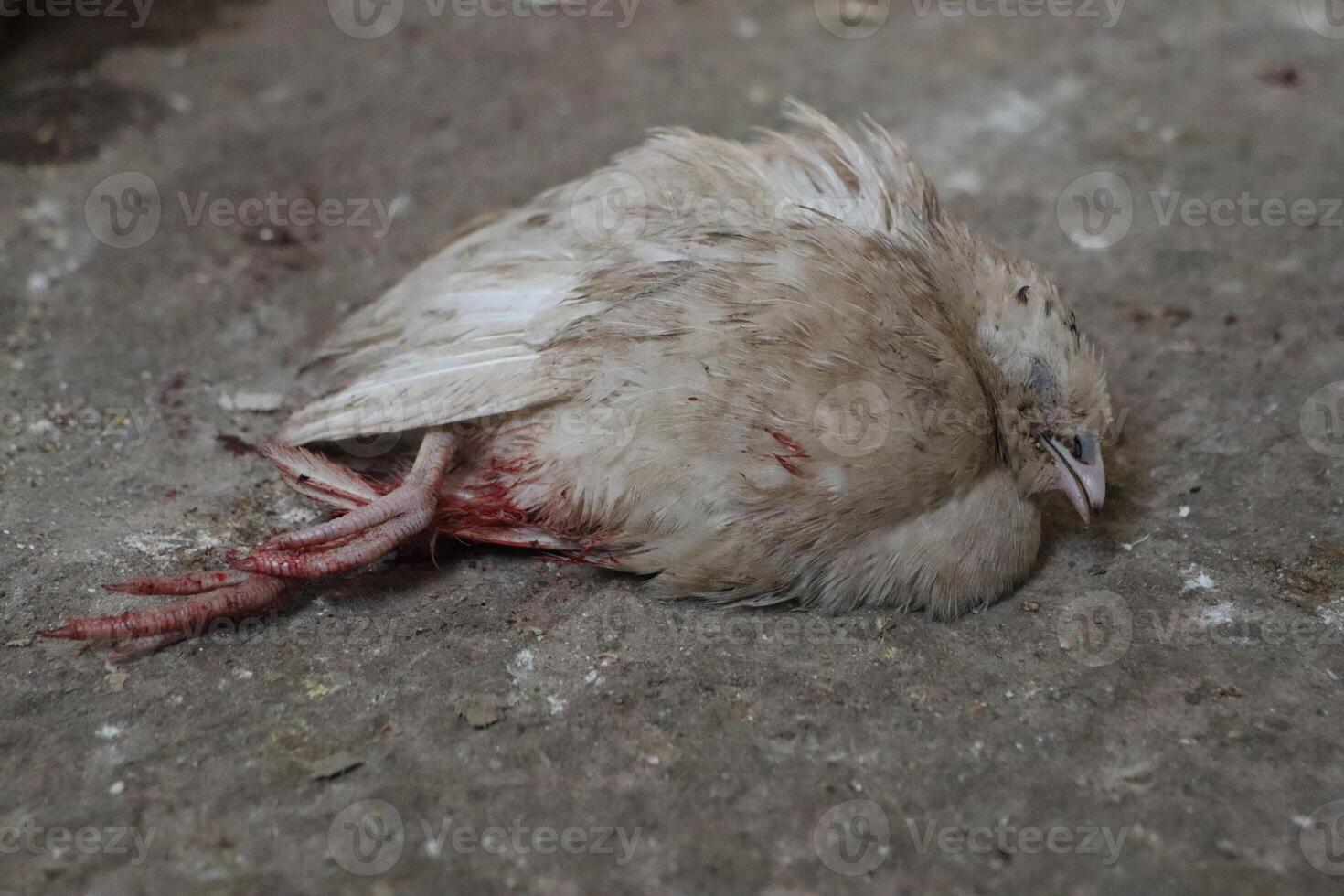 Deceased Bird on the Ground A Reflection on the Intricate Cycle of Natures Balance and Life photo