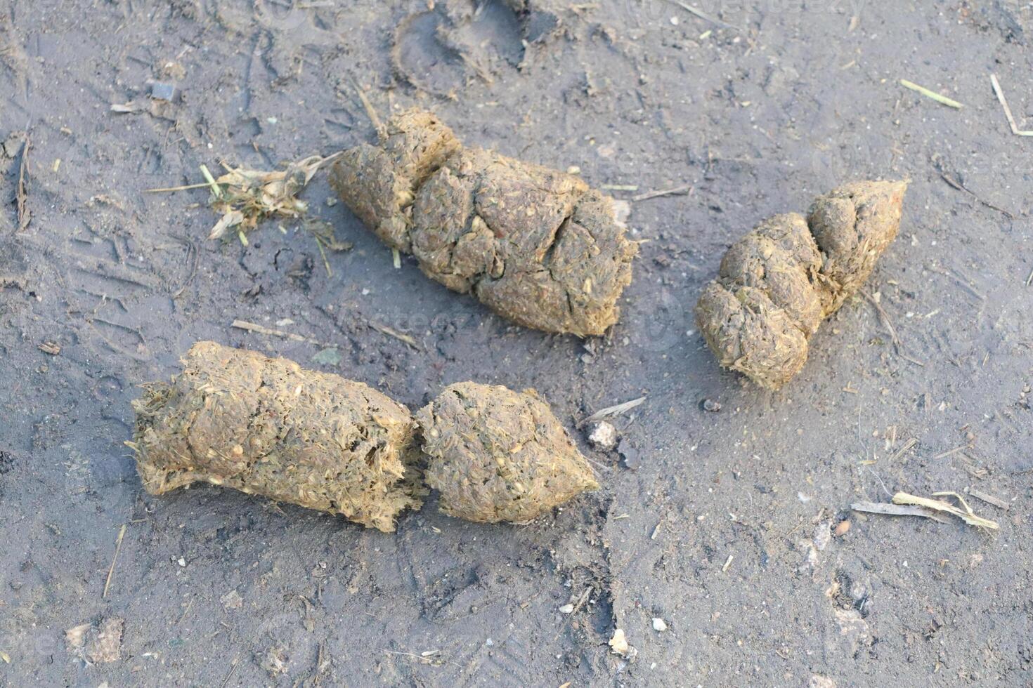 A CloseUp View of Animal Droppings Found on Earthy Ground in a Natural Environment photo