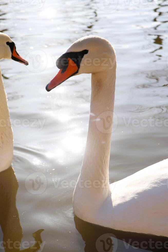 A Pair of Elegant Swans Gracefully Swimming in the Calm Waters of a Tranquil Lake photo