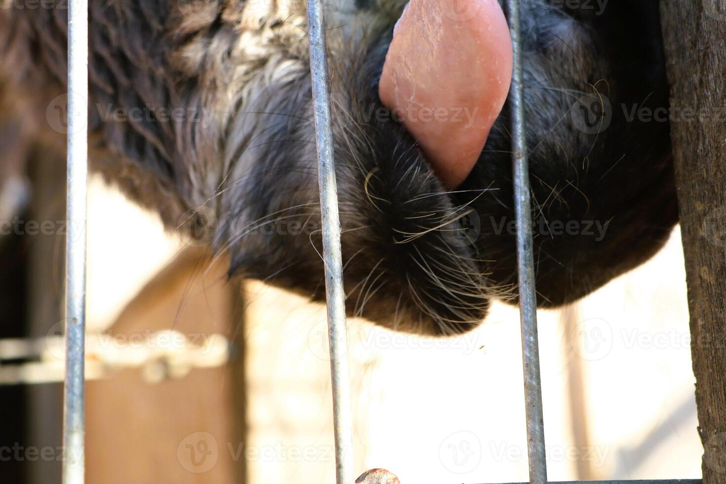 A CloseUp Image Featuring an Animal Engaging and Interacting with a Cage or Barrier photo
