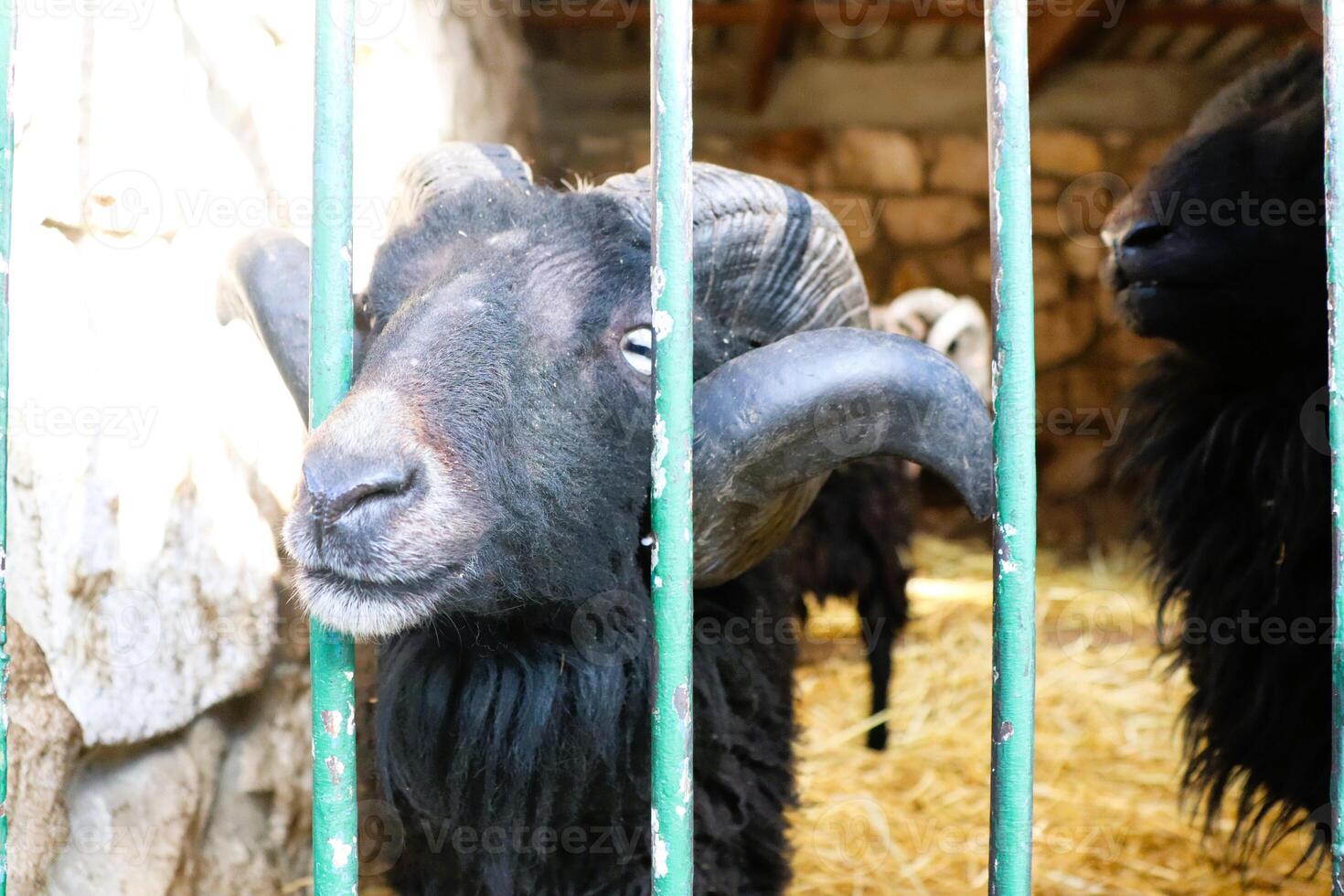 A CloseUp View of a Very Curious Black Sheep Encountered Inside a Cozy Barn Setting photo
