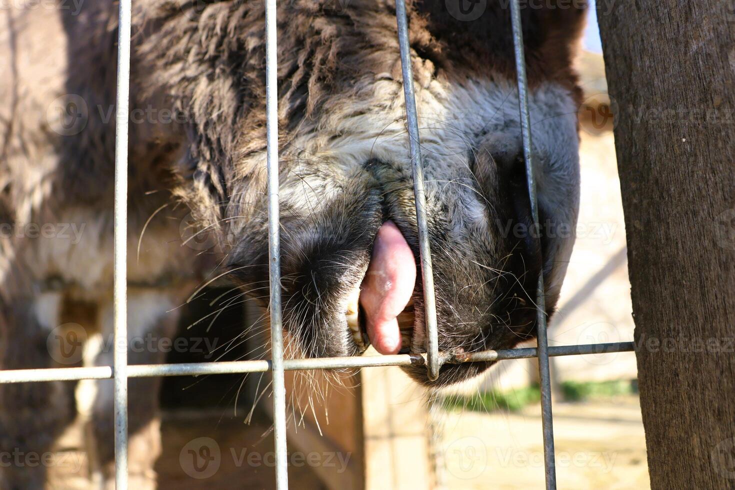 A CloseUp Shot of an Animals Face Peering Through Bars of Its Enclosure in Captivity photo