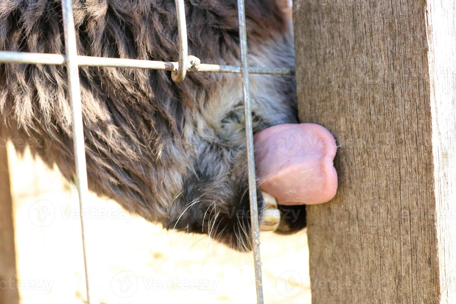 A Curious and Playful Animal Attempting to Lick Through a Fence with Great Enthusiasm photo