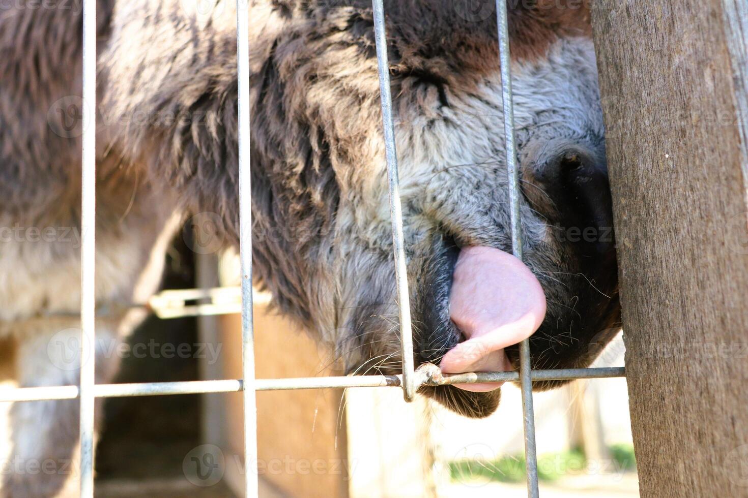 A curious donkey is licking through a fence, displaying its behavior and inquisitive nature photo