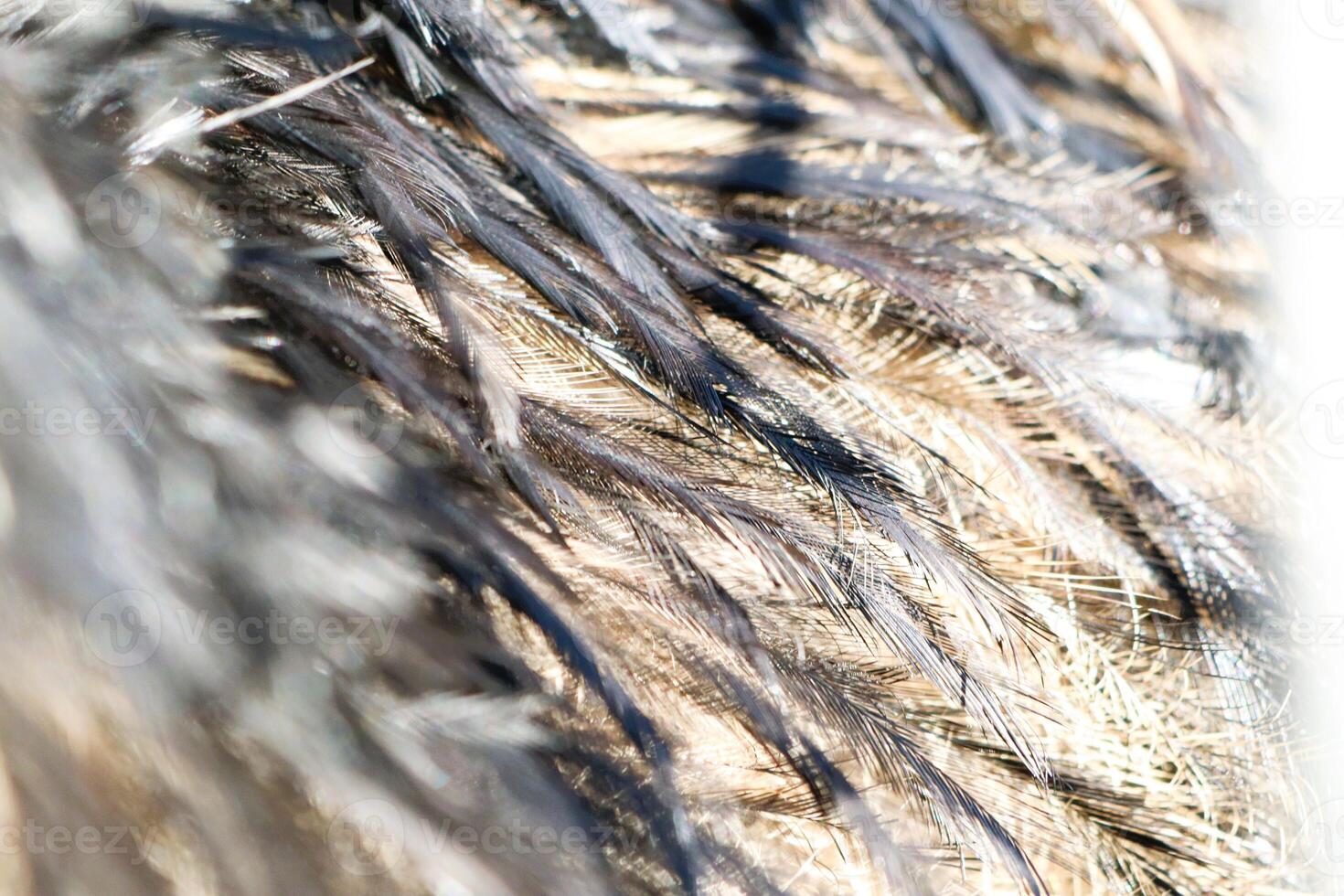 Close-up photograph of the structure of an ostrich feather in daylight photo