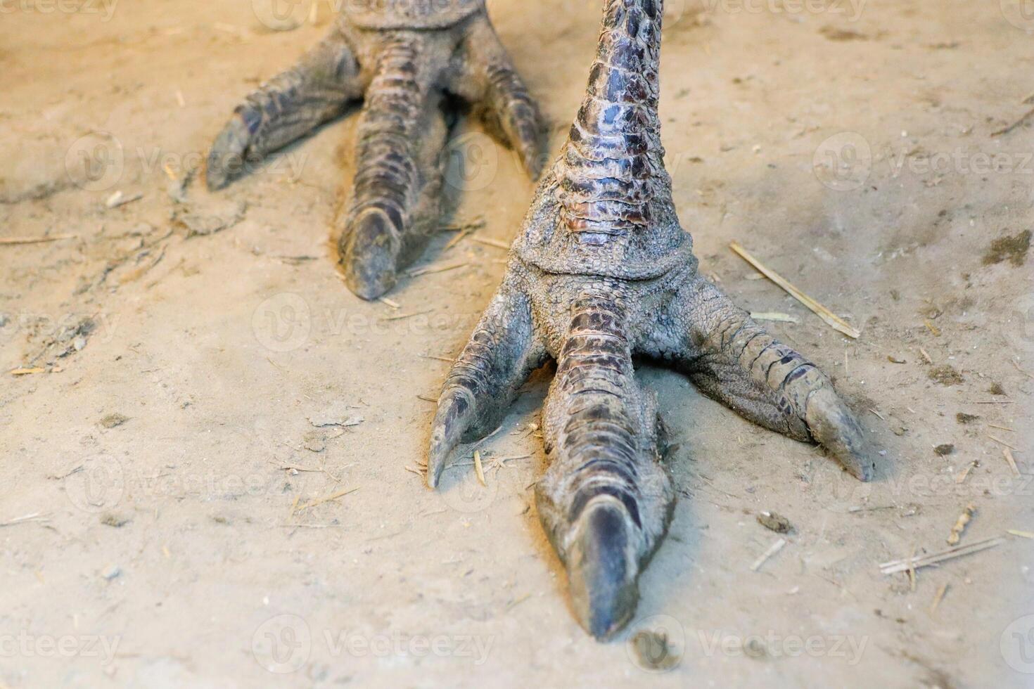 An Intimate CloseUp of the Distinct and Unique Animal Claws Found on Earth Ground photo