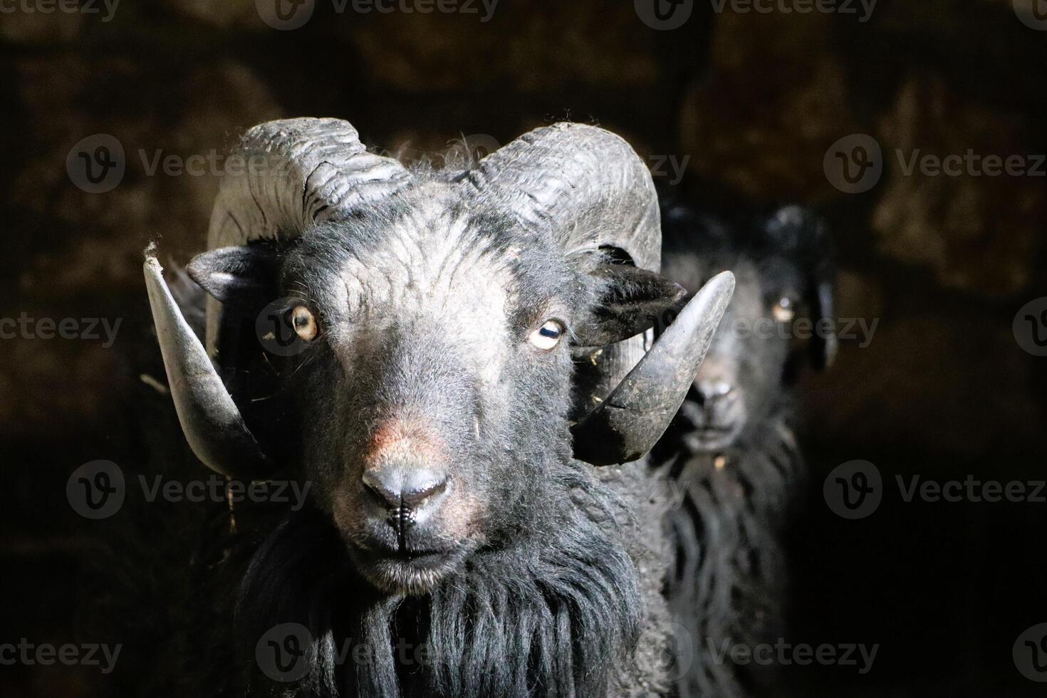 A closeup view featuring Majestic Black Rams adorned with their impressive and unique horns photo