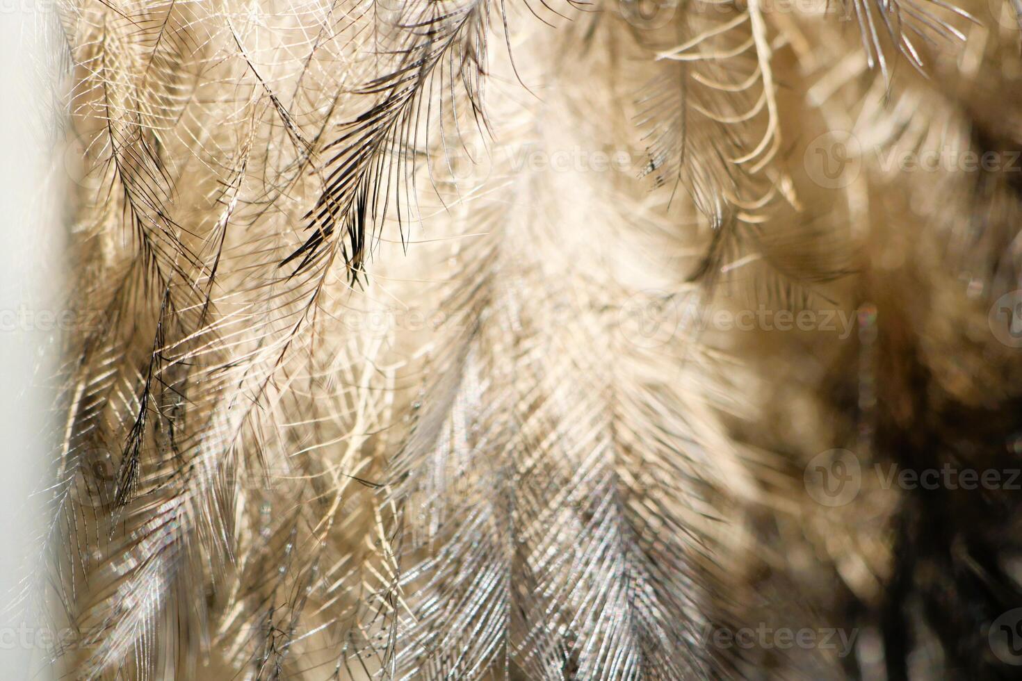 Close-up photograph of the structure of an ostrich feather in daylight photo