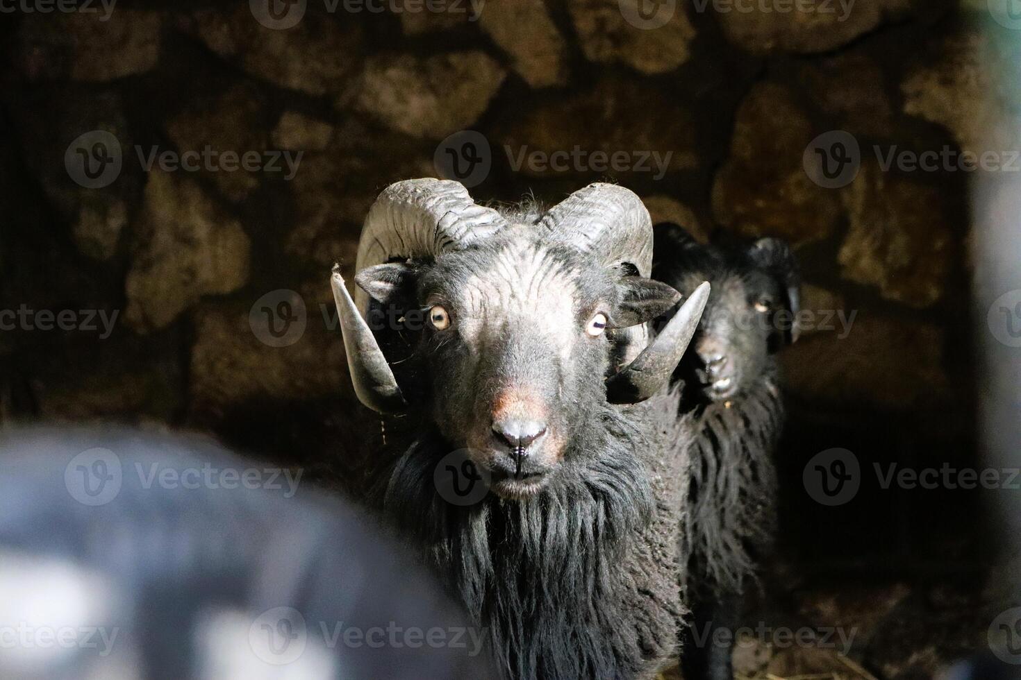 A Majestic Black Goat with Prominent and Striking Horns in a Beautiful Stone Setting photo