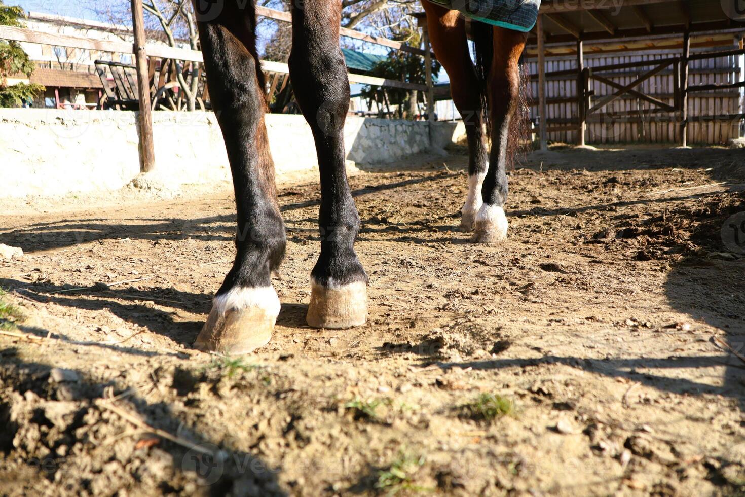 A closeup view of horse hooves walking is shown, emphasizing the power and movement they exhibit photo