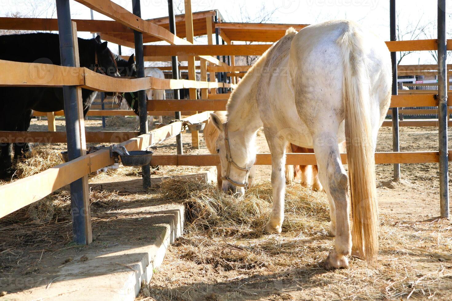A Majestic White Horse Grazing in a Peaceful Stable Environment Surrounded by Nature photo