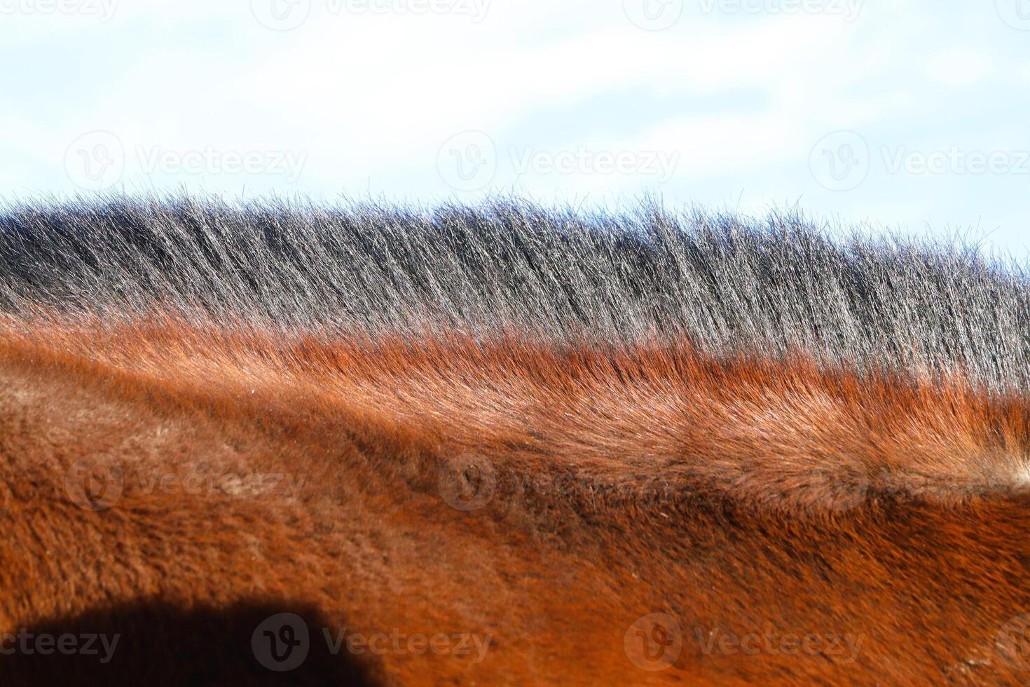 A Detailed CloseUp Examination of a Horses Beautiful Mane and Coat Texture for Appreciation photo