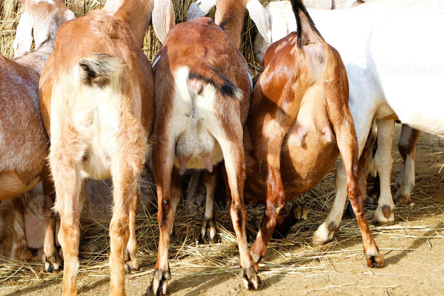 A group of goats happily feeding in a lush, green pasture surrounded by beautiful scenery photo