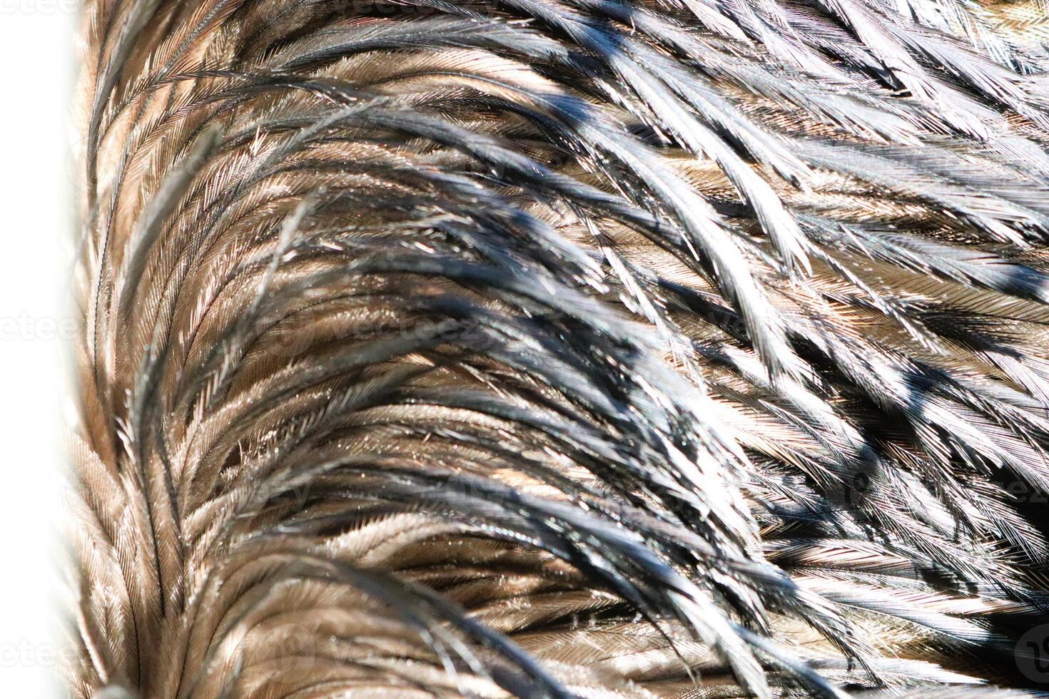 Close-up photograph of the structure of an ostrich feather in daylight photo