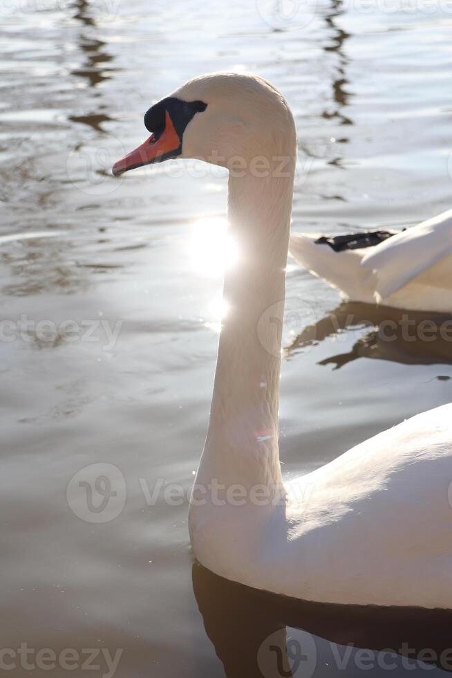 Witness the Elegant Swans Gracefully Gliding on the Tranquil Surface of the Water at Sunrise photo