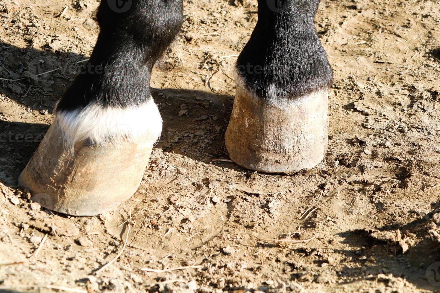 A closeup view showcasing the horse hooves firmly placed on the ground beneath them photo