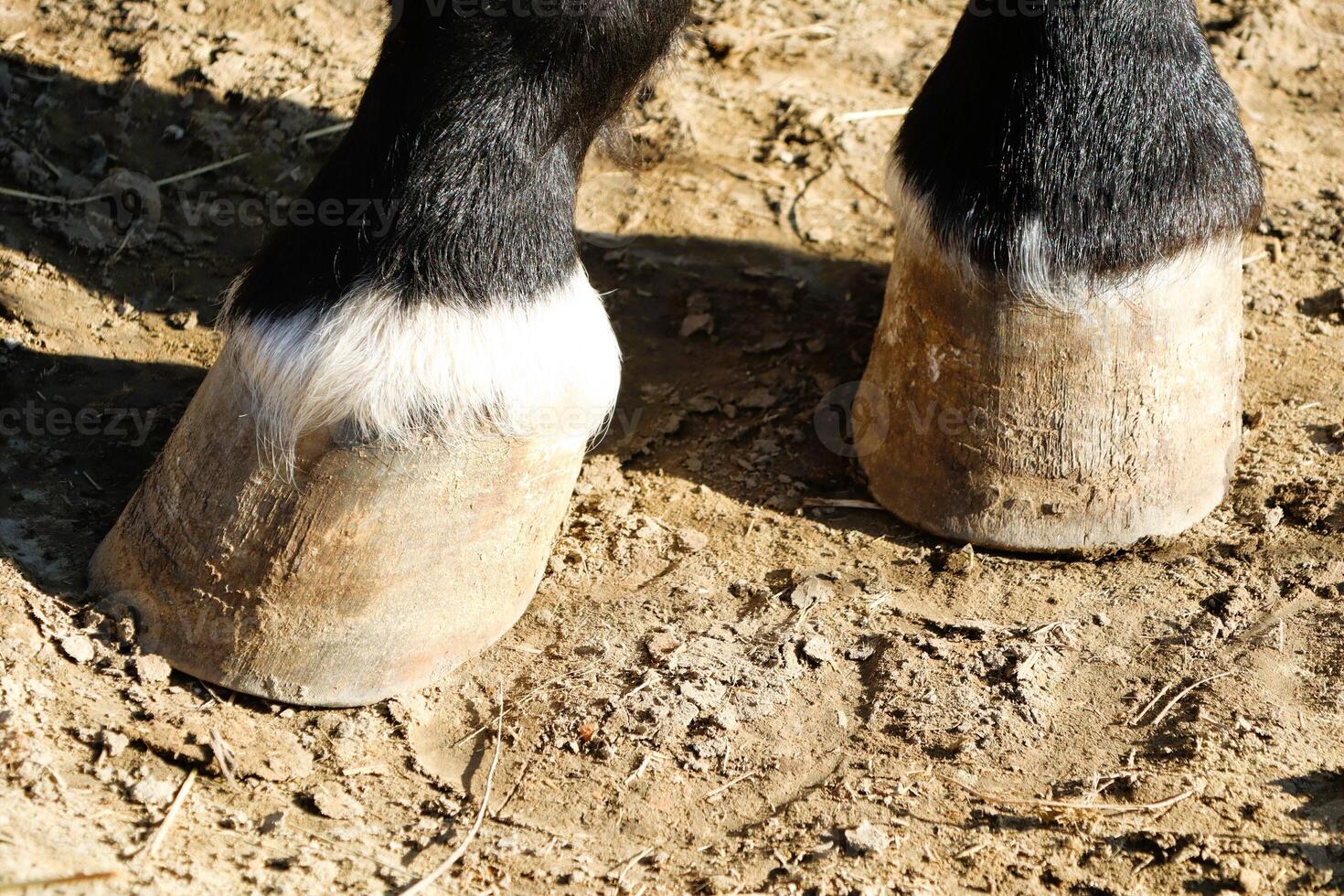 An Intimate CloseUp View of Horse Hooves Resting on the Ground in a Natural Setting photo