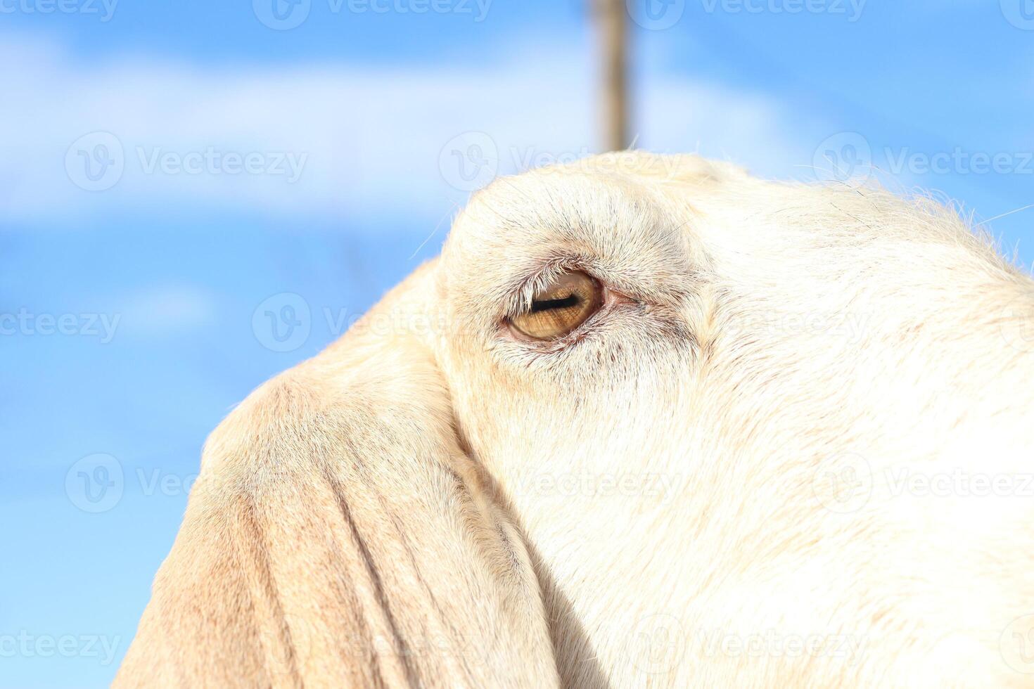 A closeup of a goats eye contrasted against a blue sky, highlighting its unique features photo