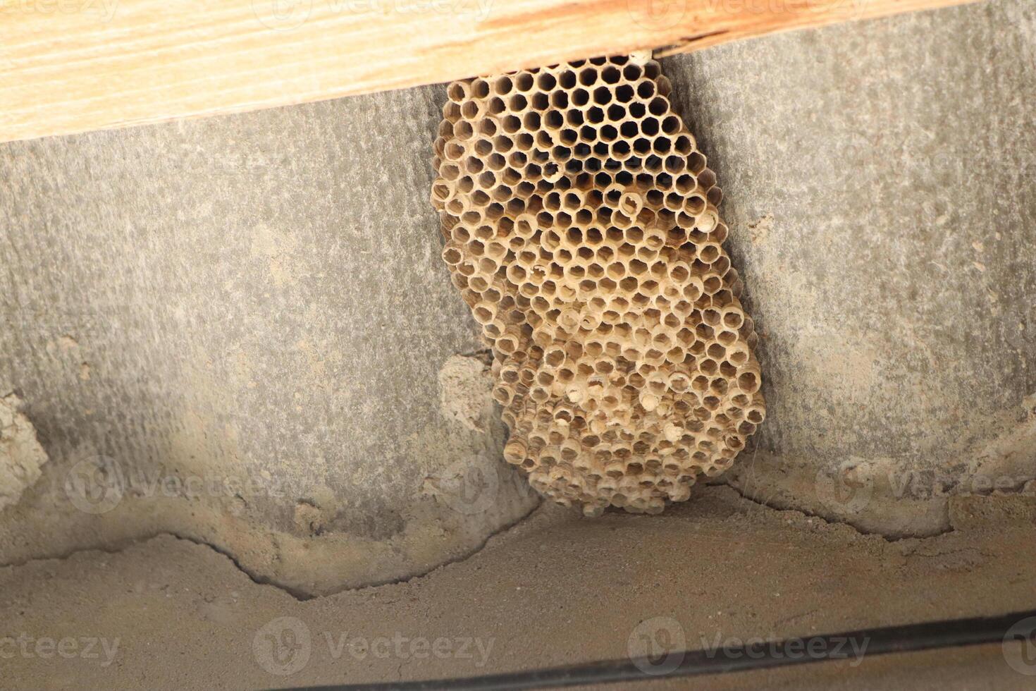 A closeup image showcasing a detailed view of a honeycomb nest located within an attic space photo