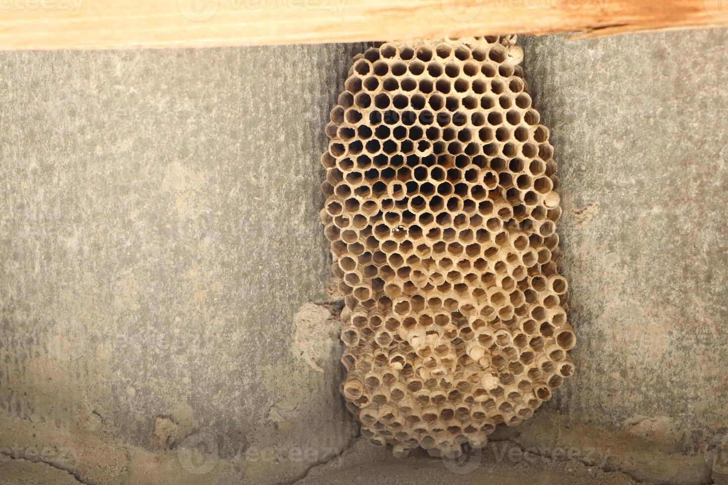 A honeycomb structure found in a homes attic showcases bees intricate ecosystem and design photo