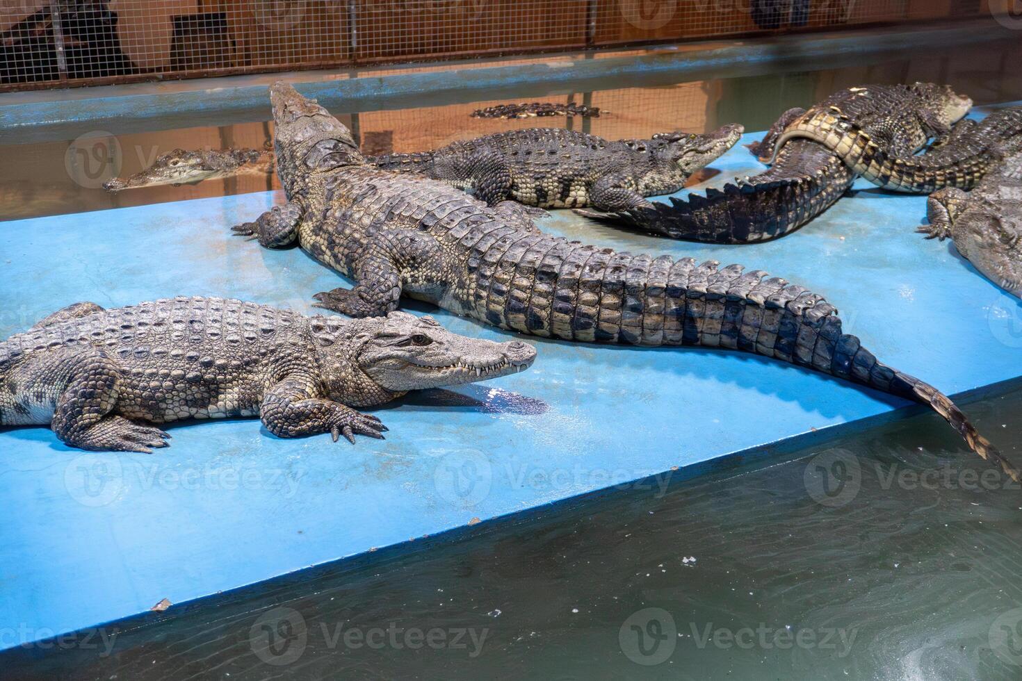 Group of alligators resting on blue platform in enclosure photo