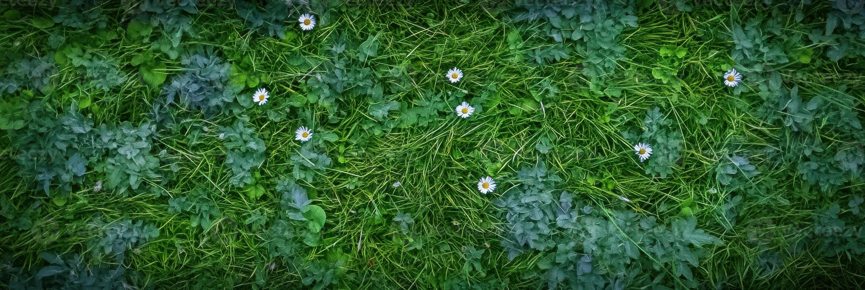 Vibrant green grass with daisies creating a natural background photo