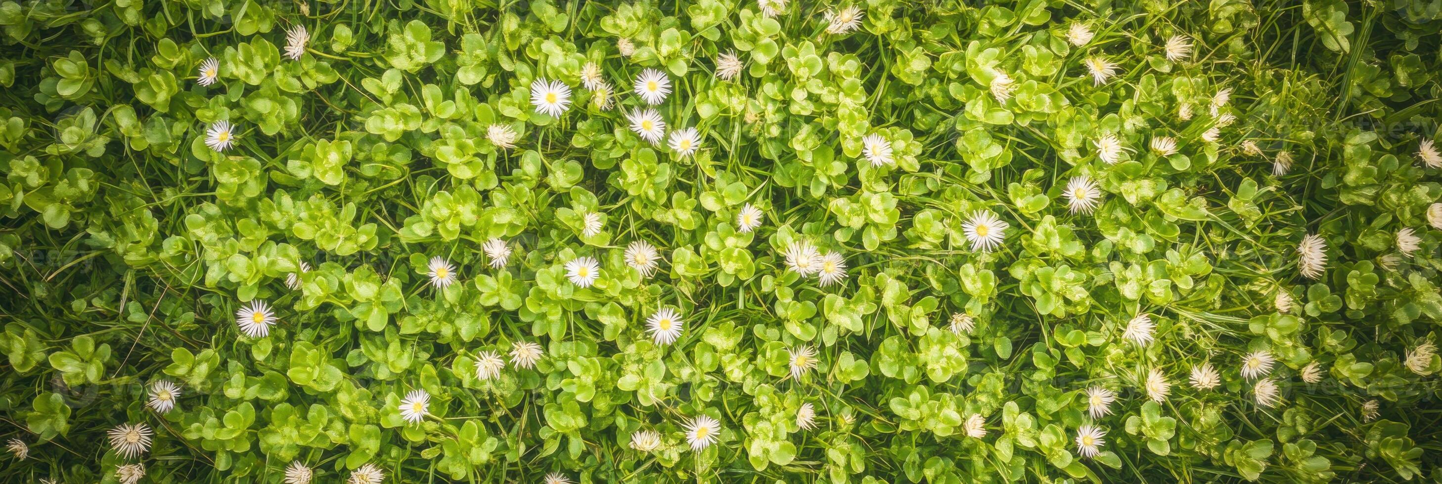 Close-up of fresh green clover field with small white flowers photo
