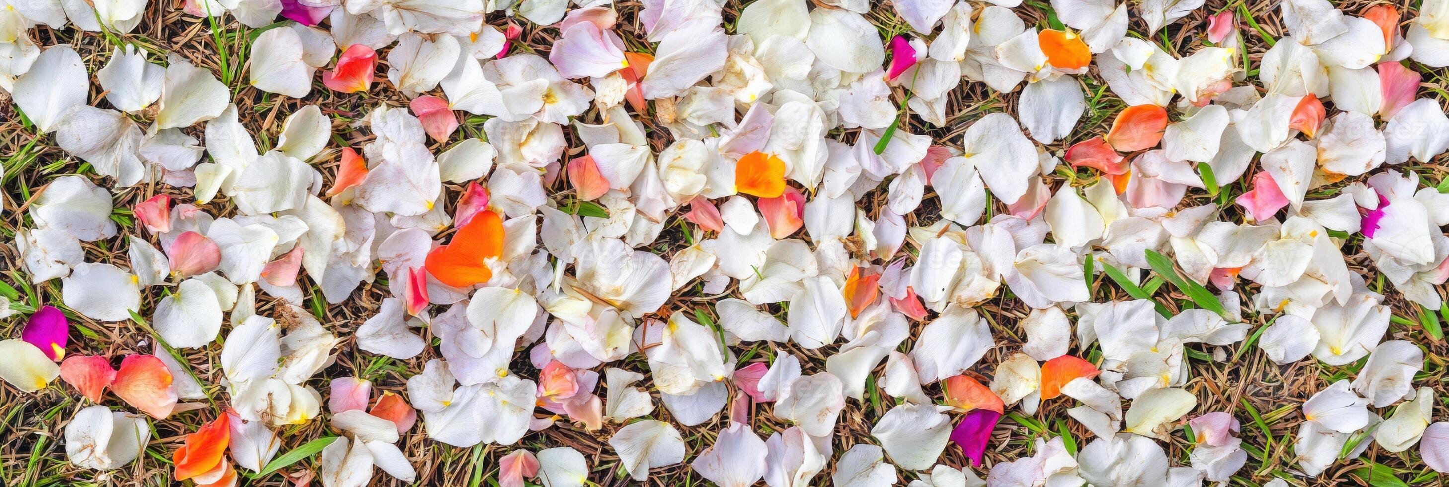 Colorful rose petals scattered on grass creating a stunning floral carpet photo