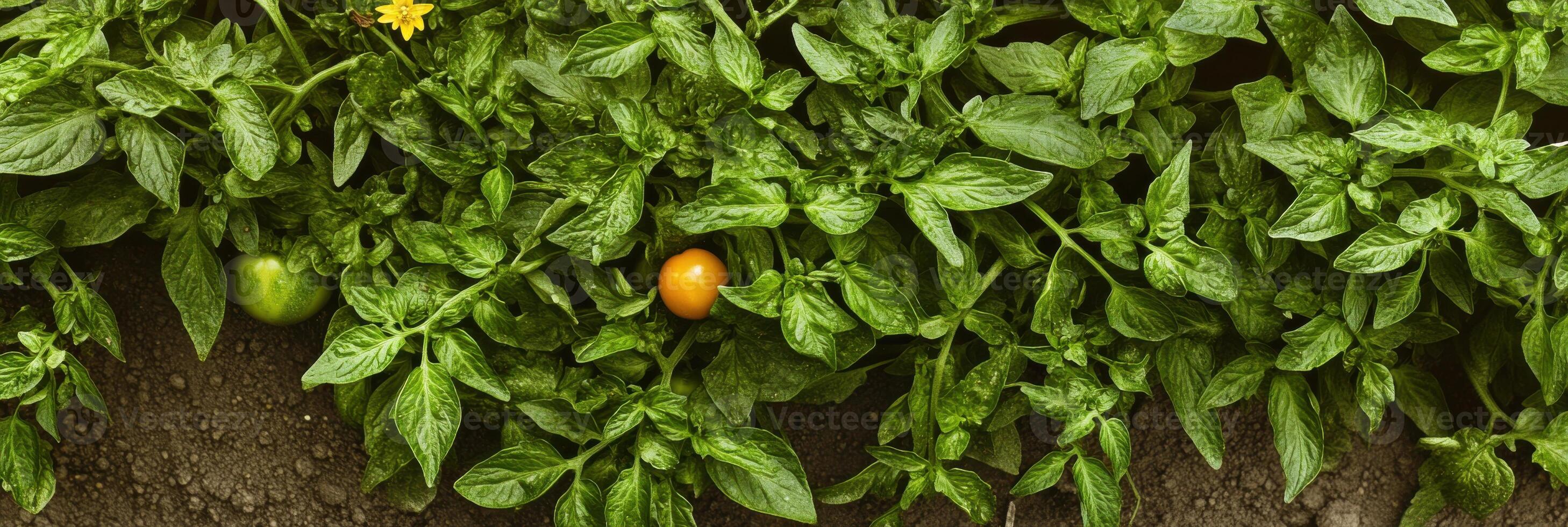 Tomato plant with lush green foliage and ripening tomato in garden setting photo