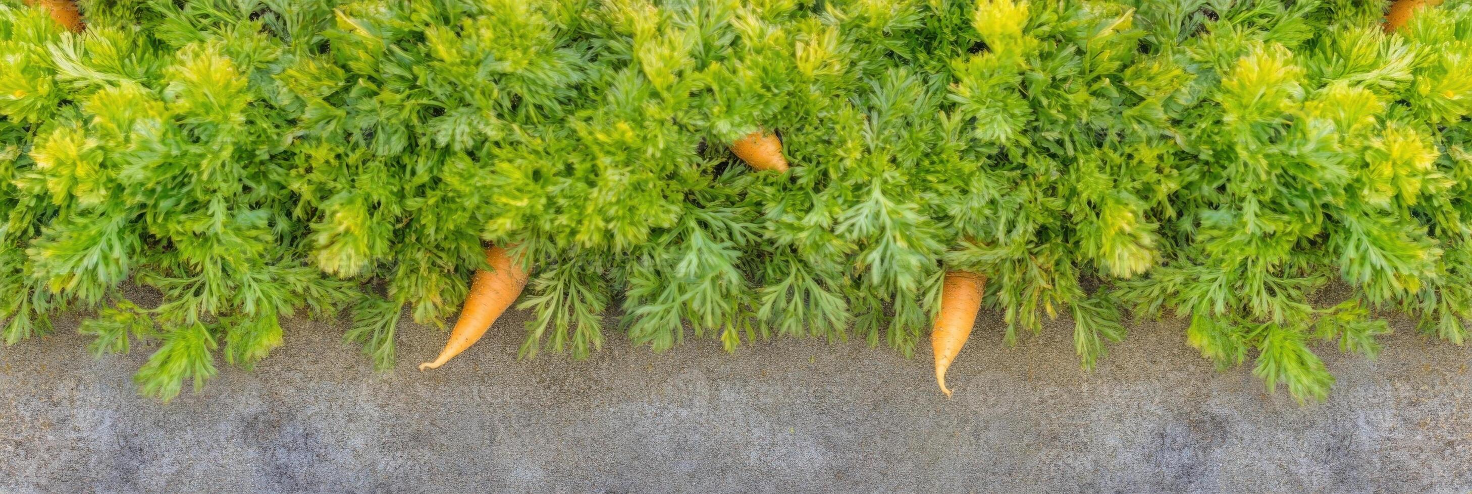 Fresh carrots in garden with lush green foliage ready for harvesting photo