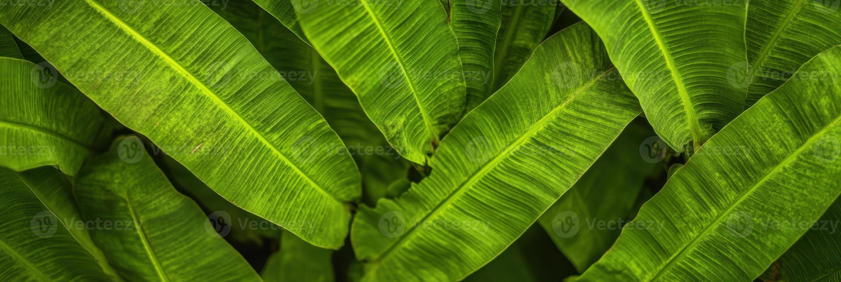 Close-up view of lush green banana leaves with detailed texture and patterns photo