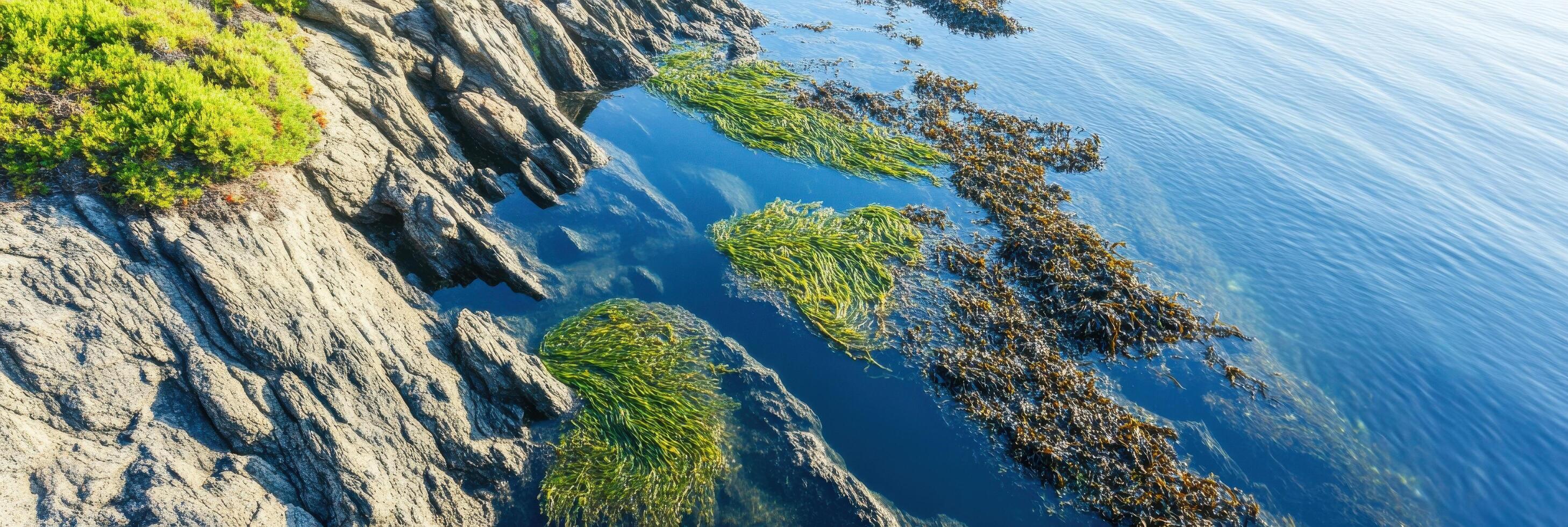 Coastal rocks and seaweed in pristine waters reflecting a clear sky photo