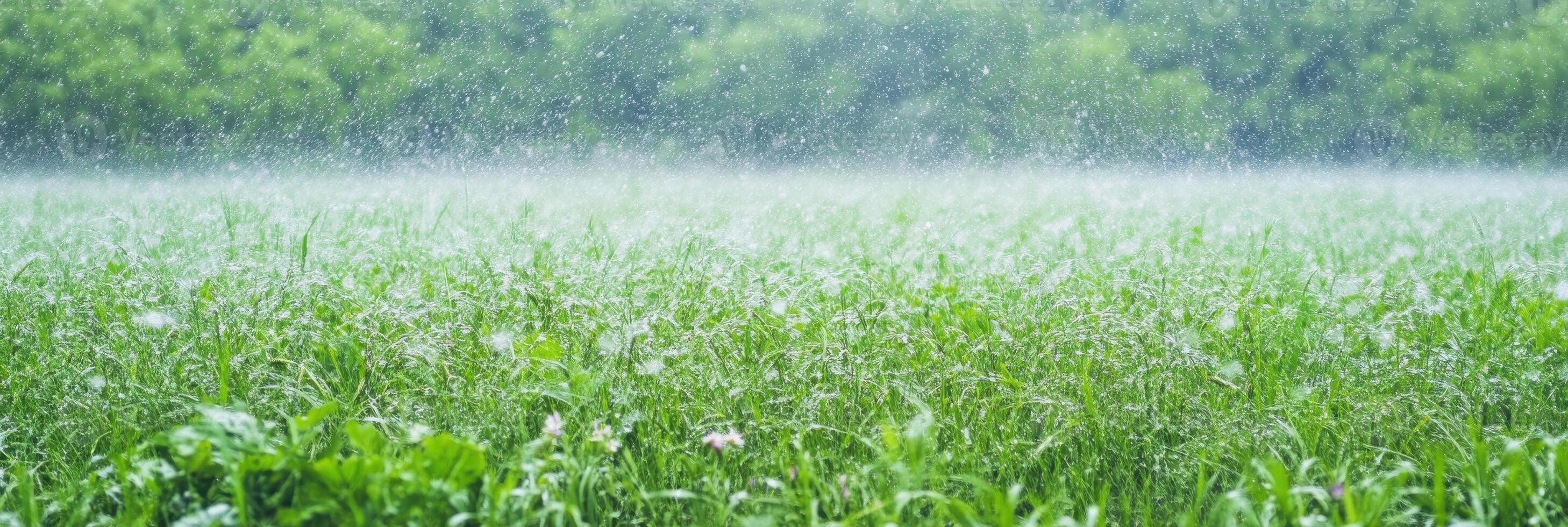 Lush green meadow in rain with fresh grass and verdant trees in the background photo