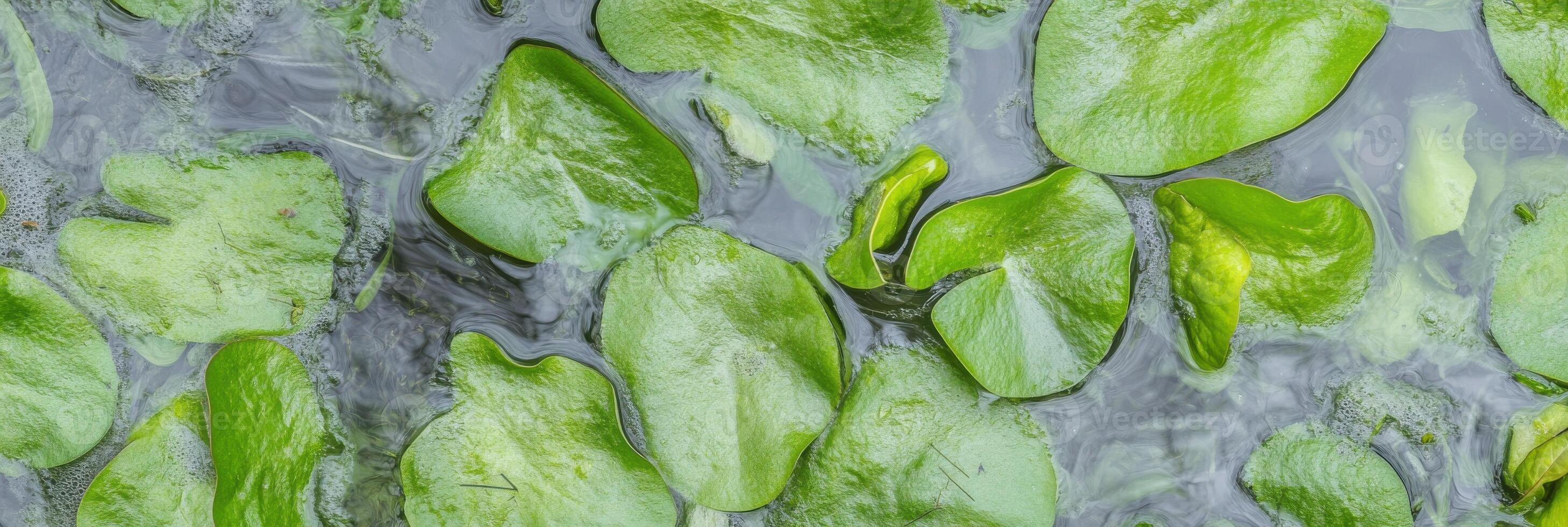Vibrant green lily pads floating on a calm water surface in a garden pond photo