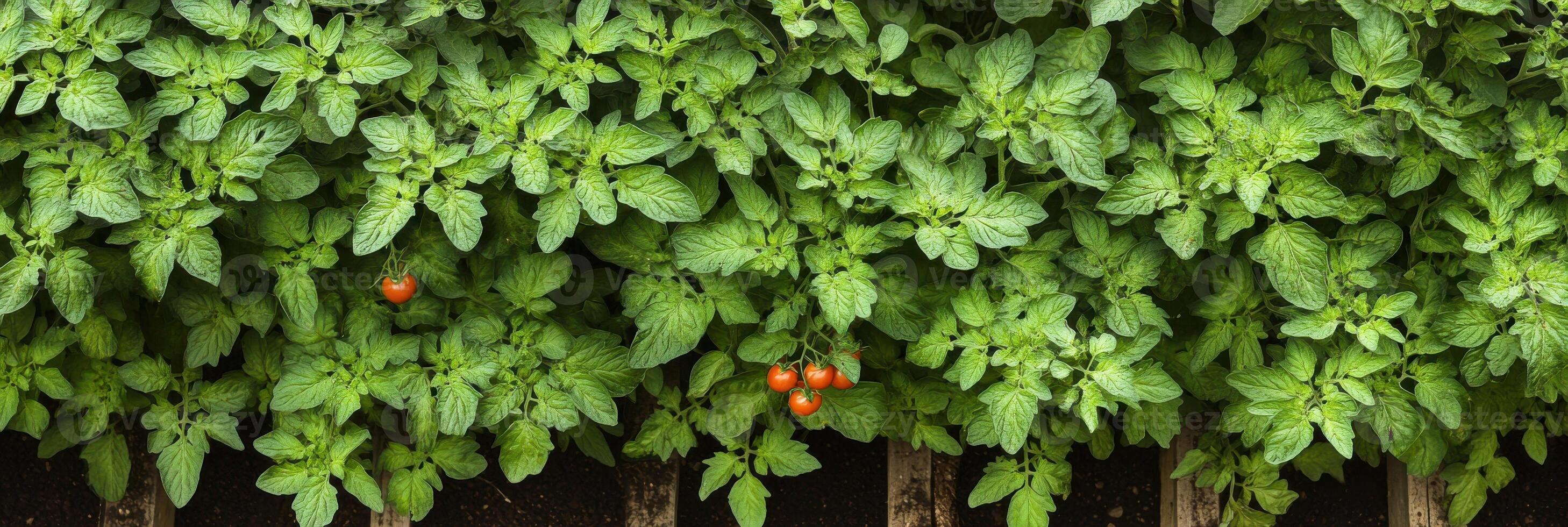 Lush green tomato plants with ripe red tomatoes in a garden setting photo