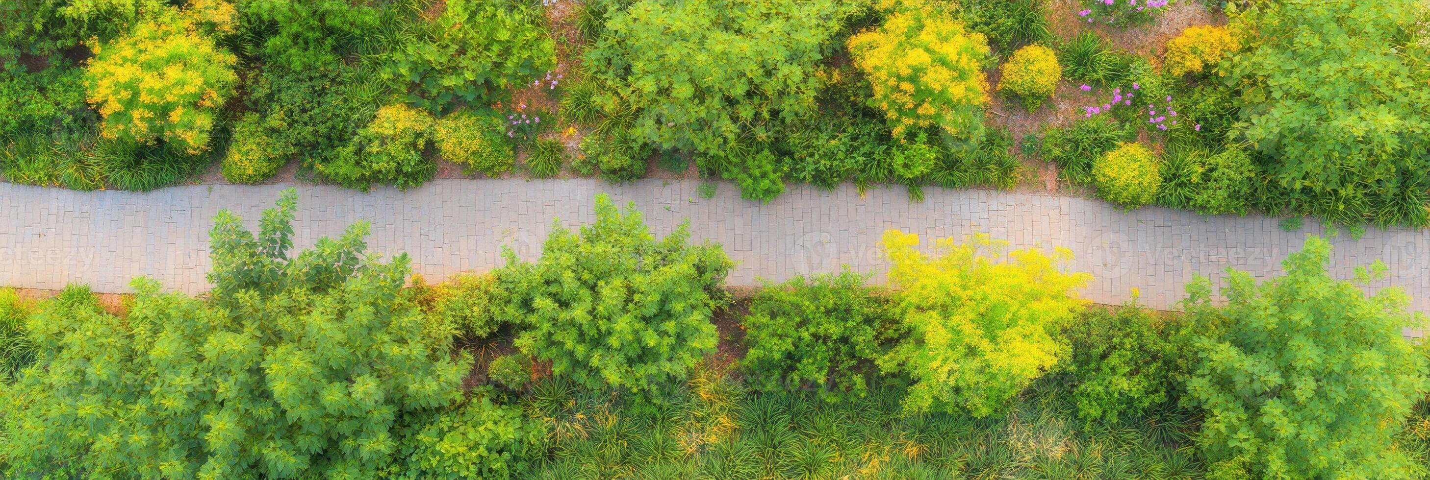 Aerial view of lush green park path with vibrant foliage and yellow flowers photo