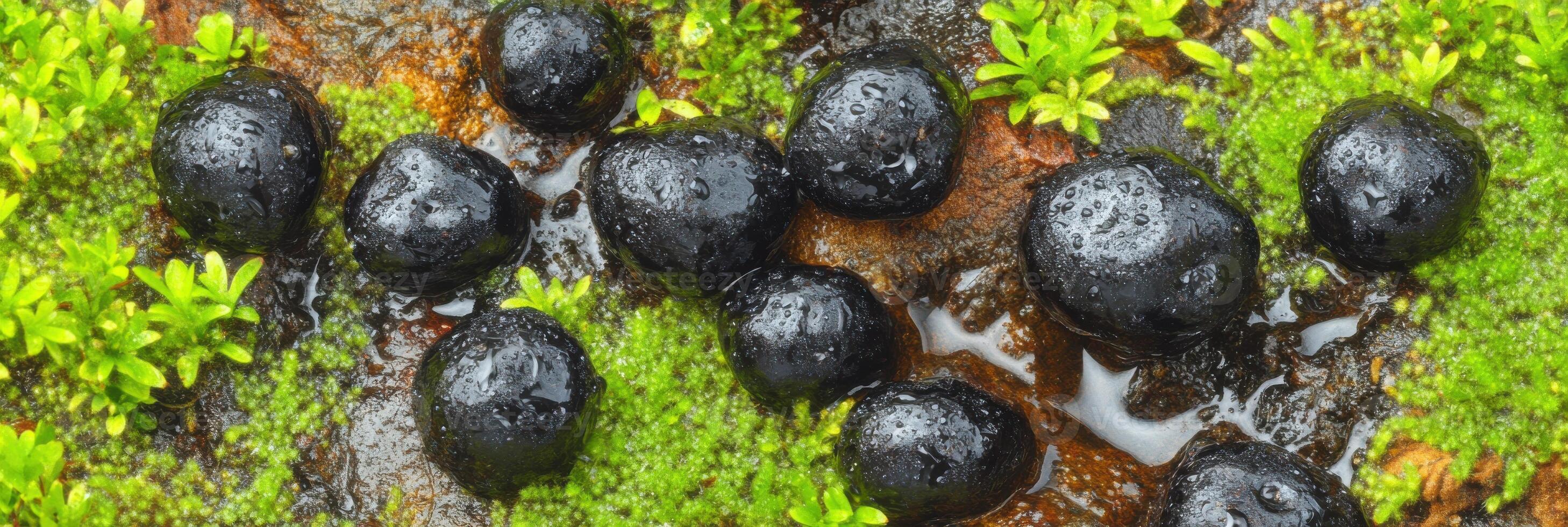 Wet black stones surrounded by greenery on a mossy surface in nature photo