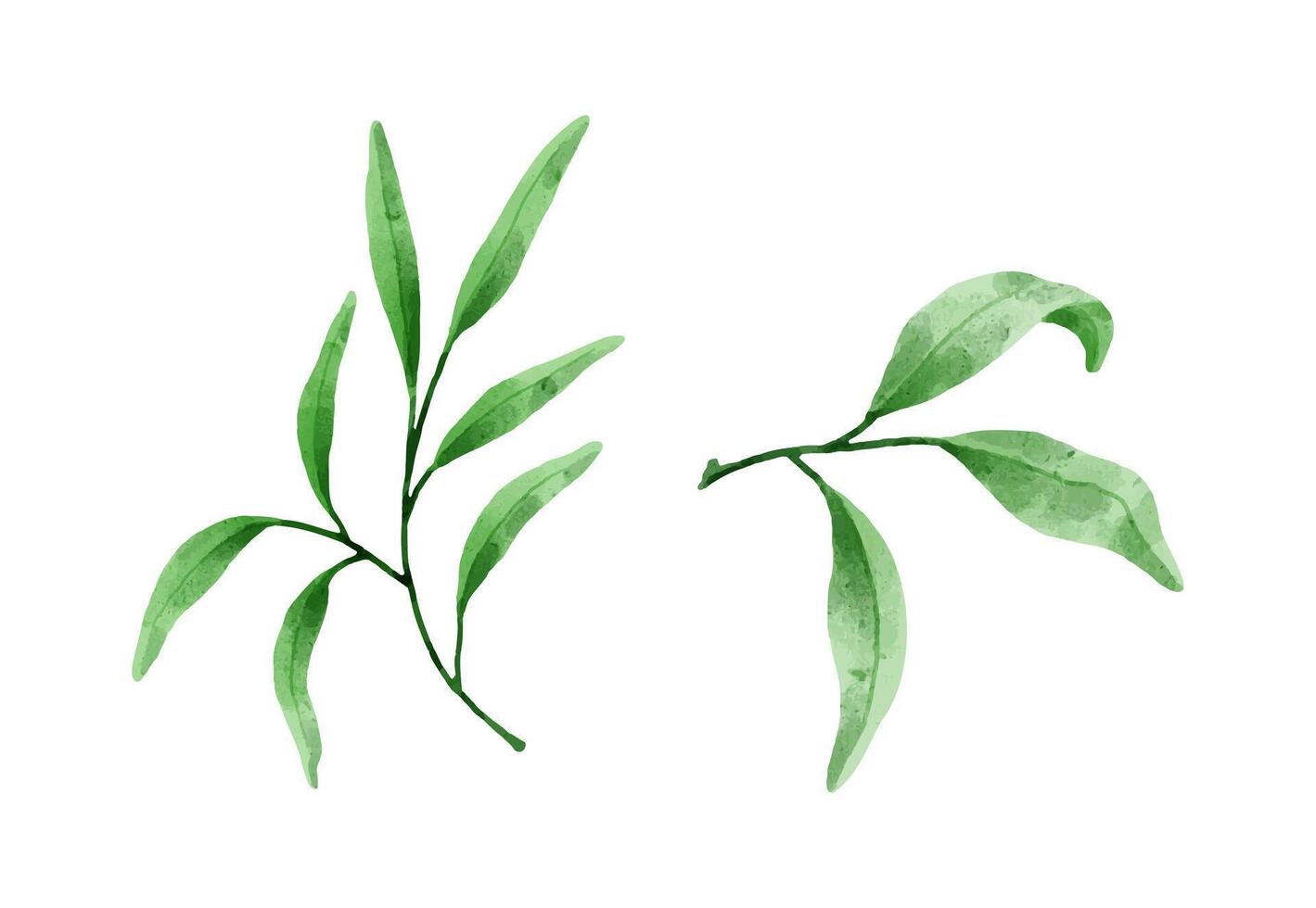 set of leaves painted on white background vector