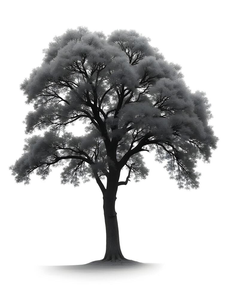 Majestic Oak Tree photo