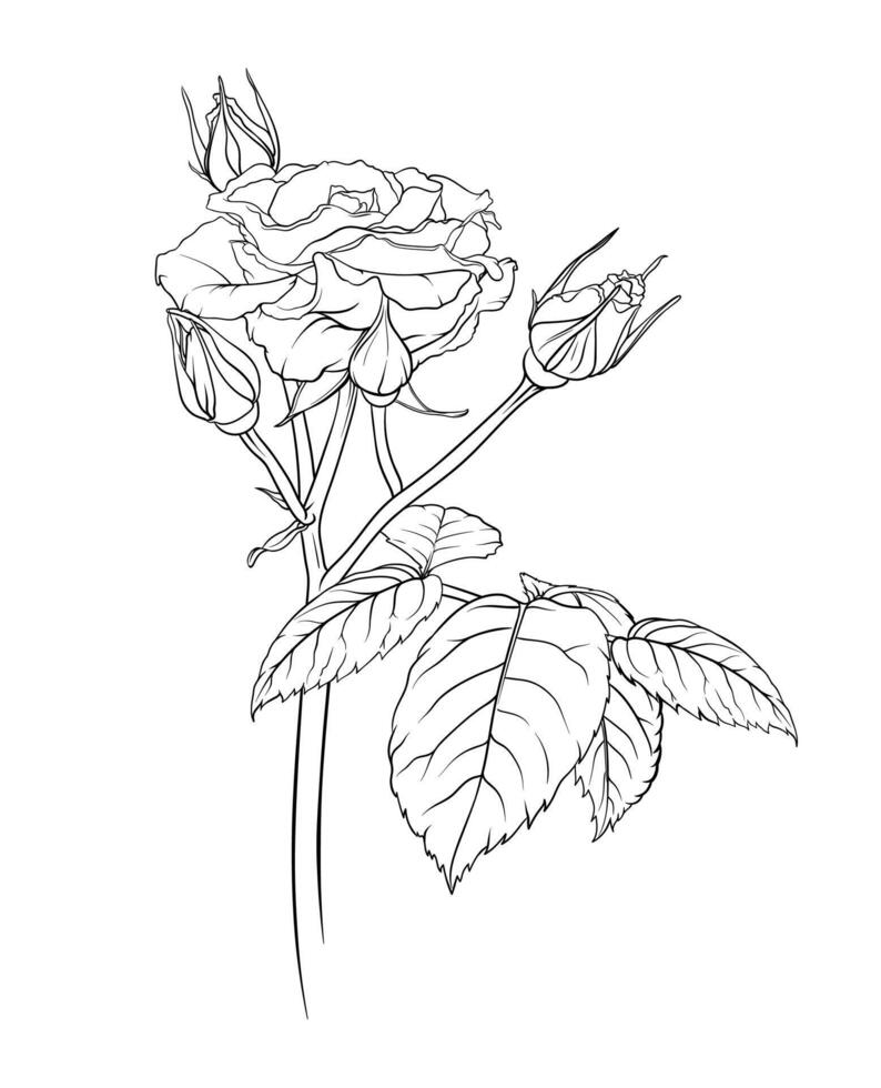 Detailed outline of rose flower with lush bud and leaves vector