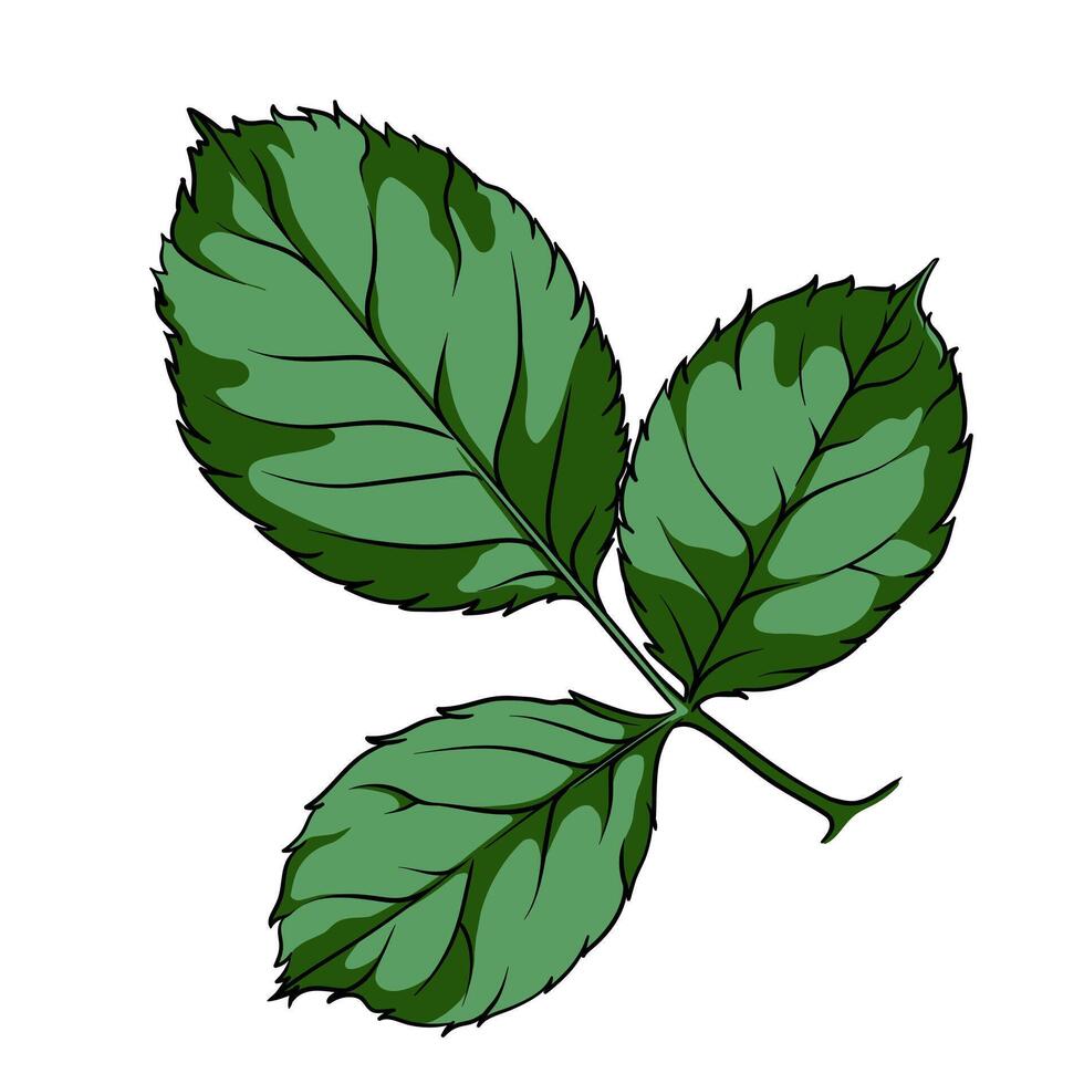 Green leaf of rose flower, illustration on isolated background. Hand drawn botanical plant. Minimalistic style. Suitable for decoration and design, logo. vector
